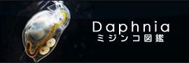 daphnia